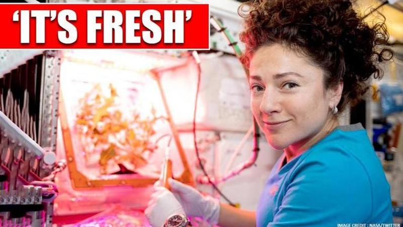 Astronauts grow 'nutritious' red lettuce onboard International Space Station