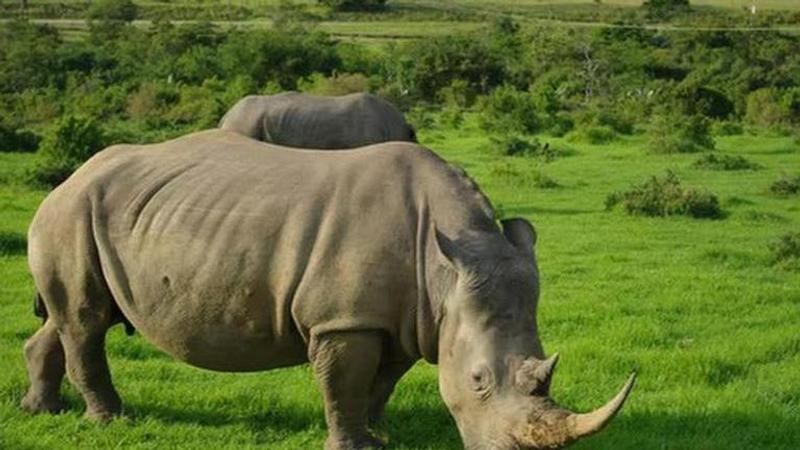 World Rhino Day 2021