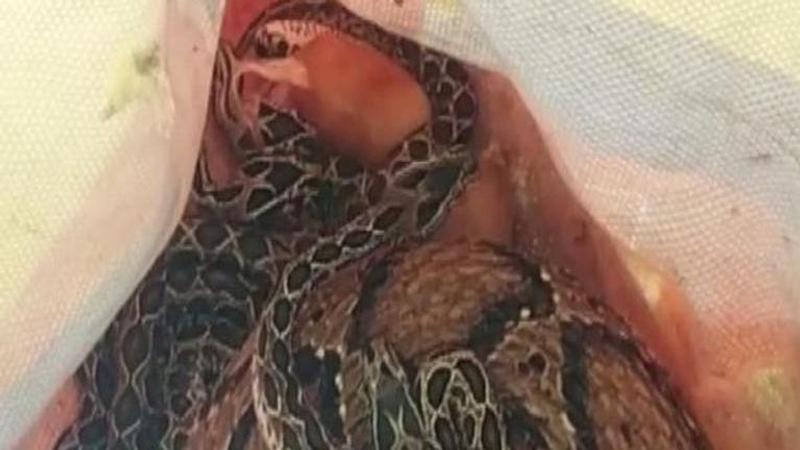 Tamil Nadu: Russell's Viper caught in house, gives birth to 35 snakelets