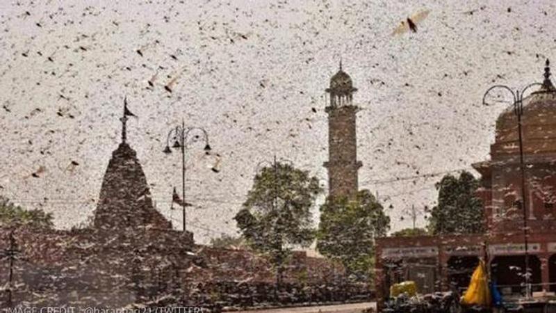 locusts in india