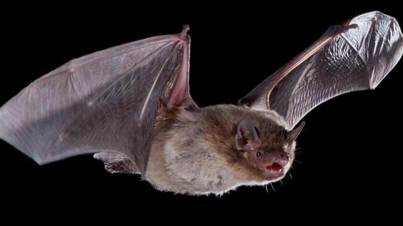 Bat