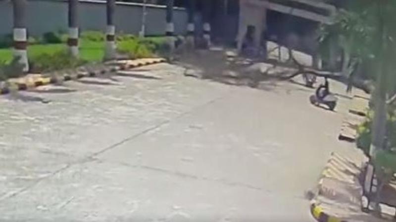 Scary Viral Video: Tree Falls On Couple Riding A Bike In Hyderabad, Killing The Husband On Spot | WATCH