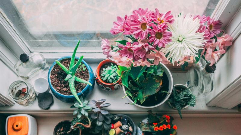 Indoor plants in summer