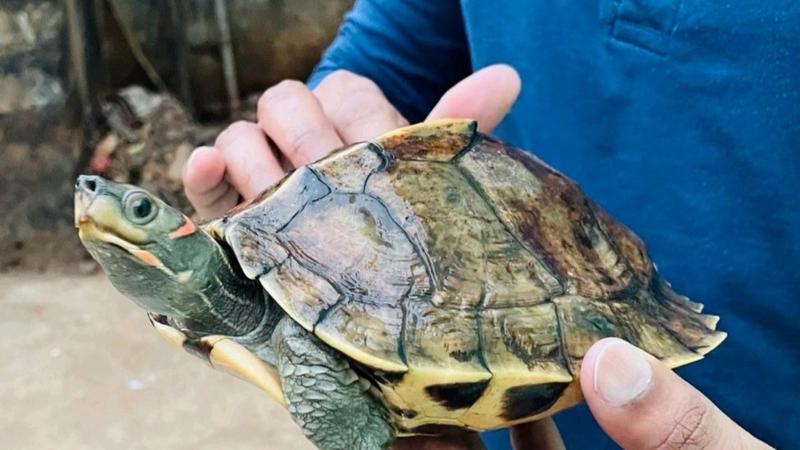 351 Indian Tent Turtles Rescued From Cuttack