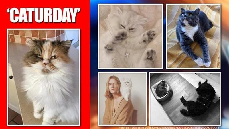 International Cat Day: Netizens cherish their bond with felines with adorable pics