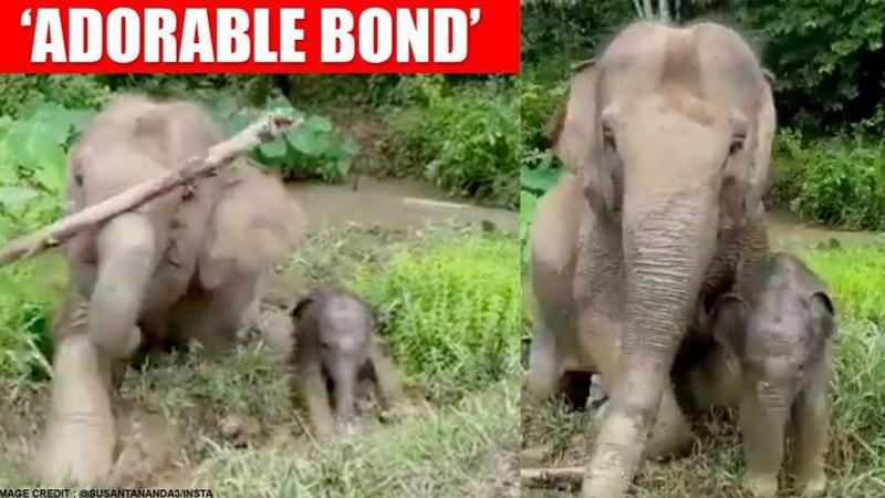 Mother elephant removes branch blocking her newborn's way, netizens delighted