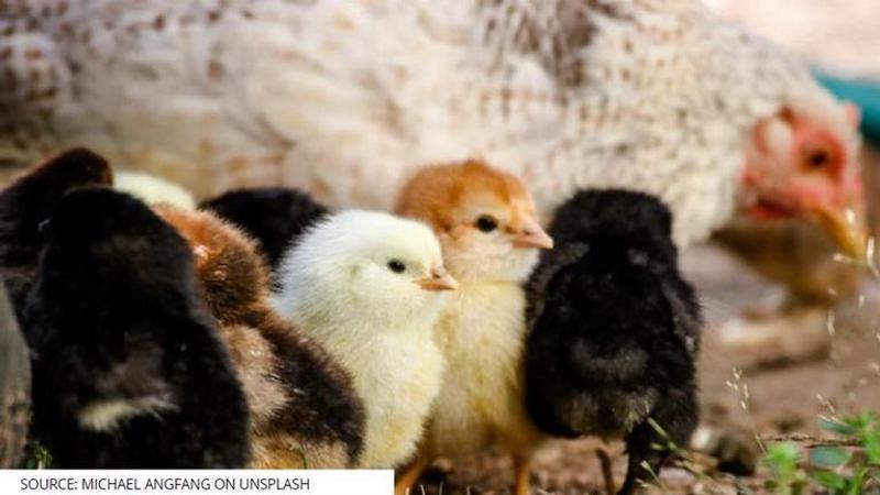 chicks hatching