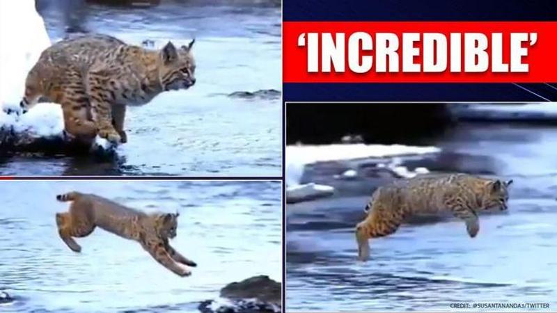 Gravity'Gravity was disabled': Lynx's long jump leaves internet stunned