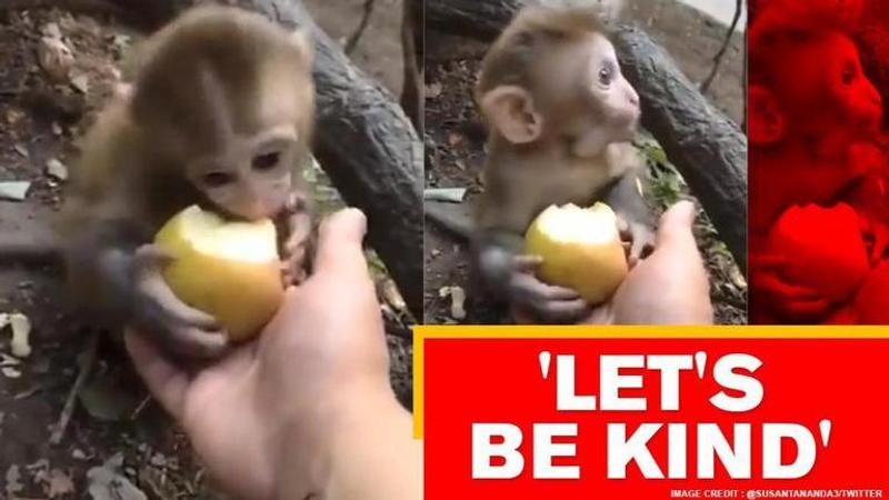 Video of 'adorable' baby monkey eating from palms of man wins internet