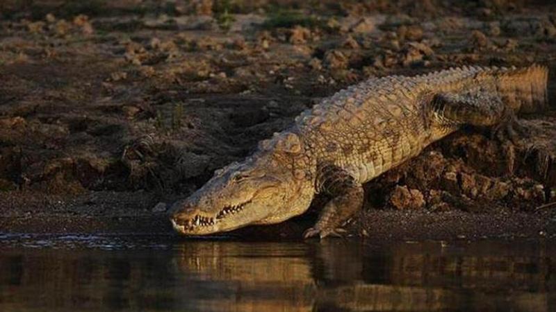 Crocodile population rises In Bhitarkanika National Park