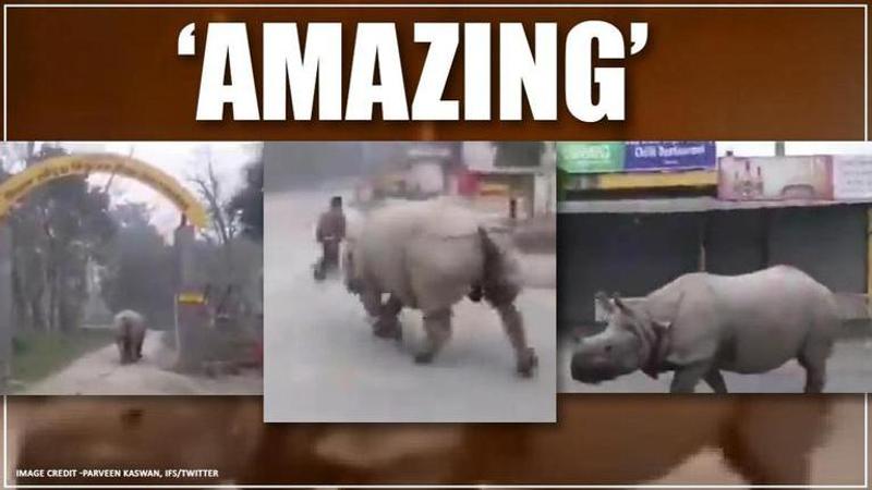 Rhino strolls outside of Chitwan National Park in Nepal, watch video