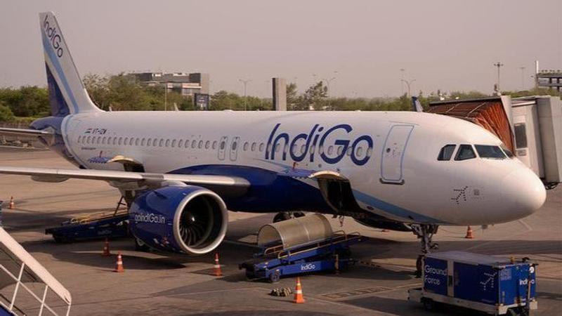 Indigo Pilot