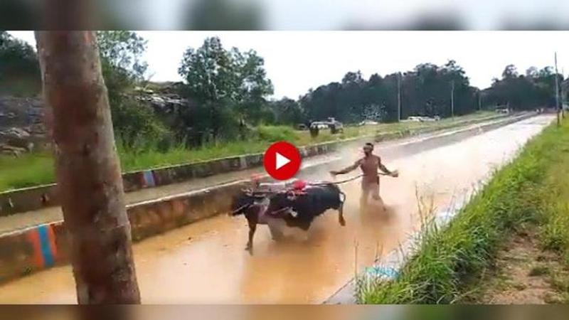 Kambala