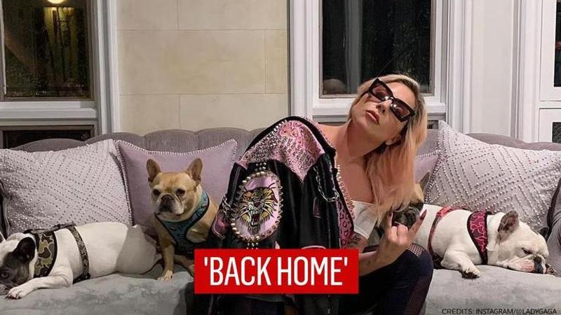 Lady Gaga's French bulldogs, Koji and Gustav returns home safely unharmed