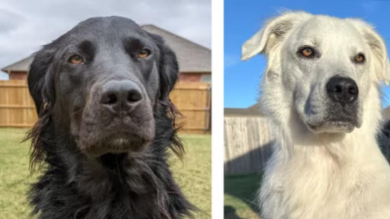 The black dog Buster was diagnosed with vitiligo