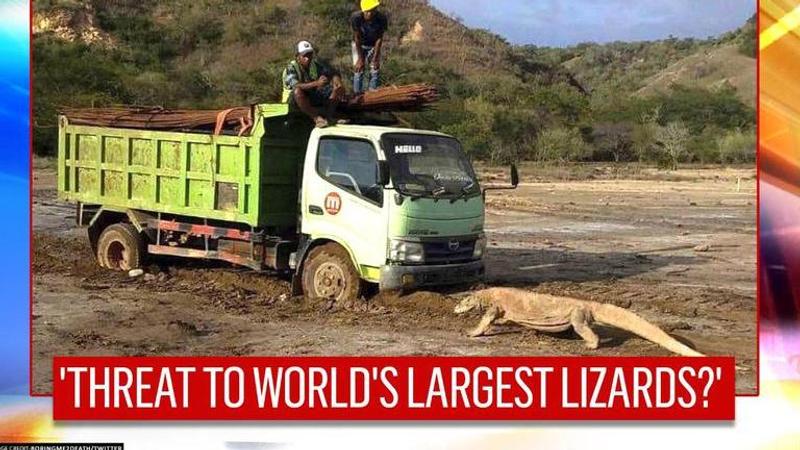 Photograph shows Komodo dragon facing truck in Indonesia, officials clarify