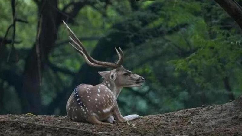 Odisha government has renamed the zoo at Motijharan here as "Sambalpur Zoo & Rescue Centre"