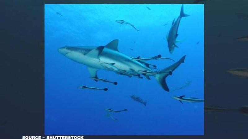 Sharks are Disappearing From Reefs