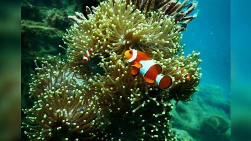 Corals, Corals Reef, KAUST