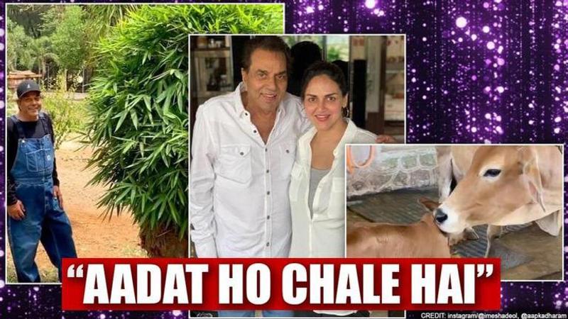 After calf's birth, Dharmendra shares story of tree at farm; Esha has sweet observation