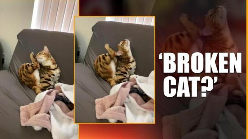 Cat trying to scratch itself but is unable to do so leaves netizens in splits