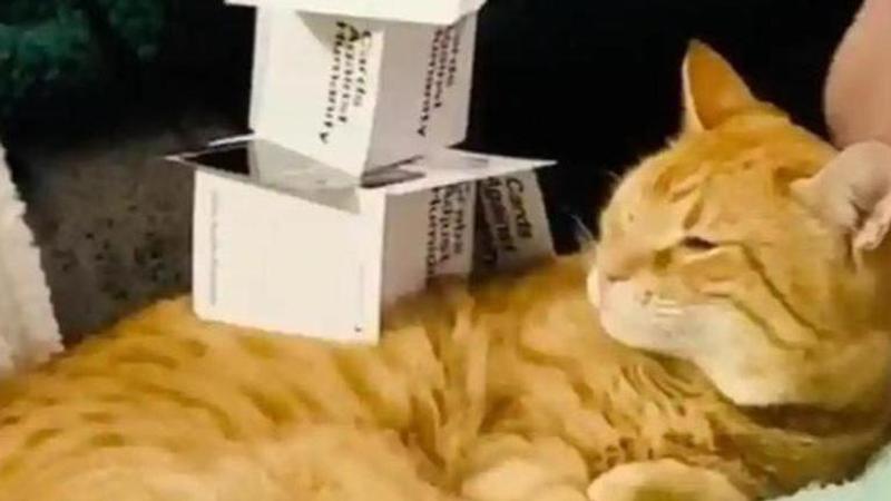 COVID-19: Hilarious video of man building card structure on his nonchalant cat surfaces