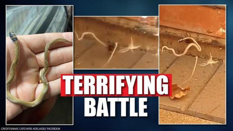 Redback spider locked up with baby brown snake in a horrifying video