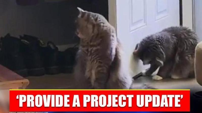 Cats try to get stuck pencil out, netizens laud their 'pawblem' solving skills