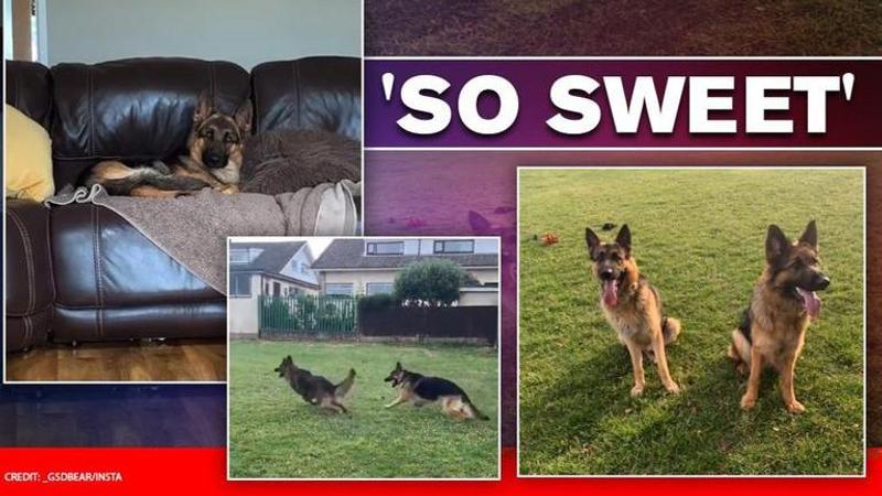 German shepherd besties reunite after 4 months, their love wins internet