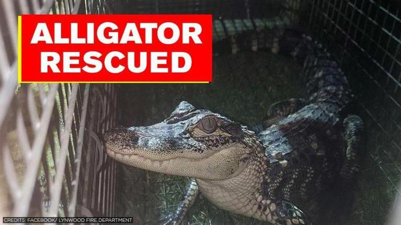 Alligator