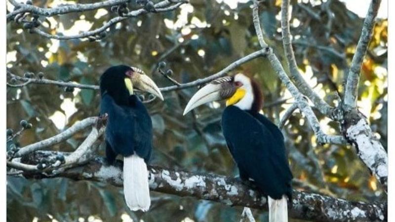 Photo of a "wreathed" hornbill couple on a tree branch. 
