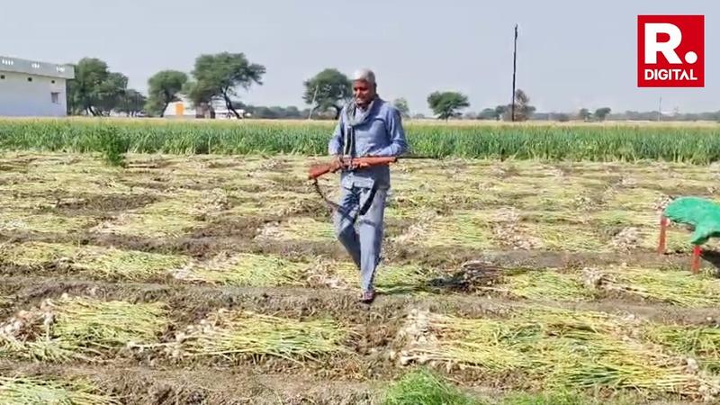 A farmer protecting his garlic crop in Ujjain, Madhya Pradesh