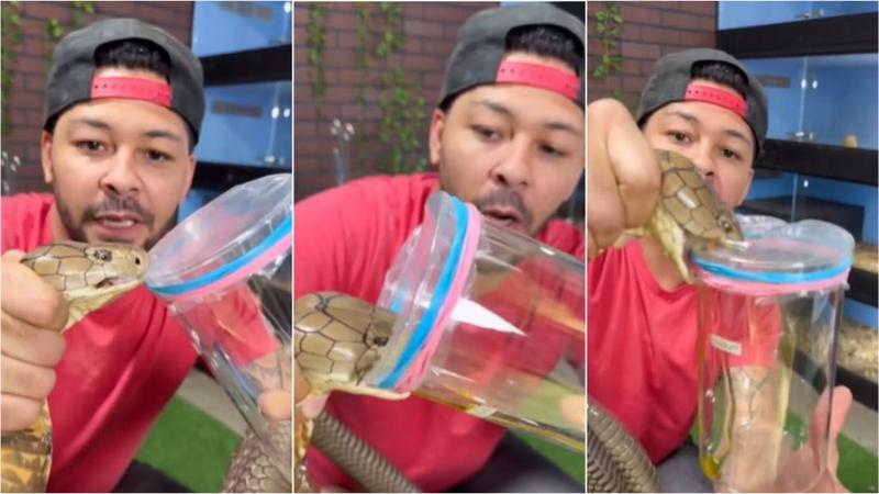 Man Milks King Cobra viral video