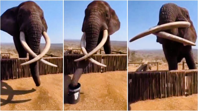 The largest elephant ever captured on camera downing a whole bucket of water in under four seconds