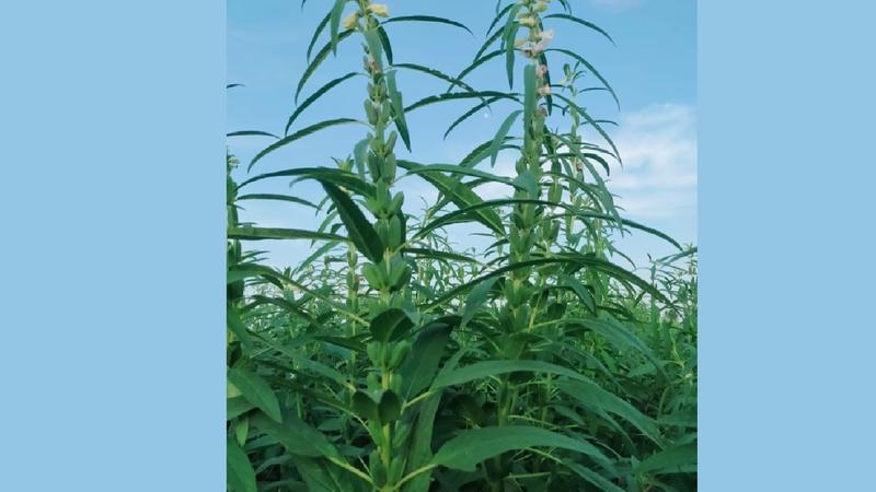 Speed Breeding Breakthrough: Introducing the Fule BulBul Sesame Variety  