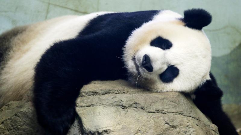 The Smithsonian’s National Zoo and Conservation Biology Institute said the incoming pair are Bao Li (pronounced BOW’-lee) and Qing Bao (ching-BOW’).