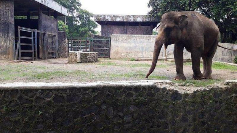 Indonesia: Ragunan Zoo reopens after months with social distancing measures