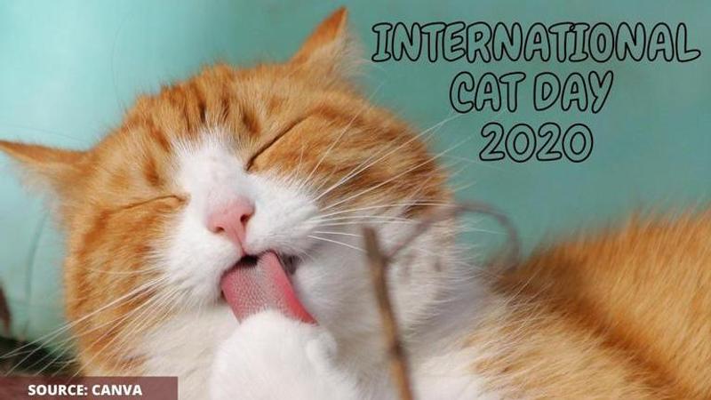 international cat day 2020