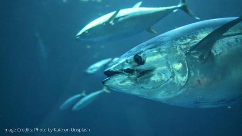 world tuna day 2020