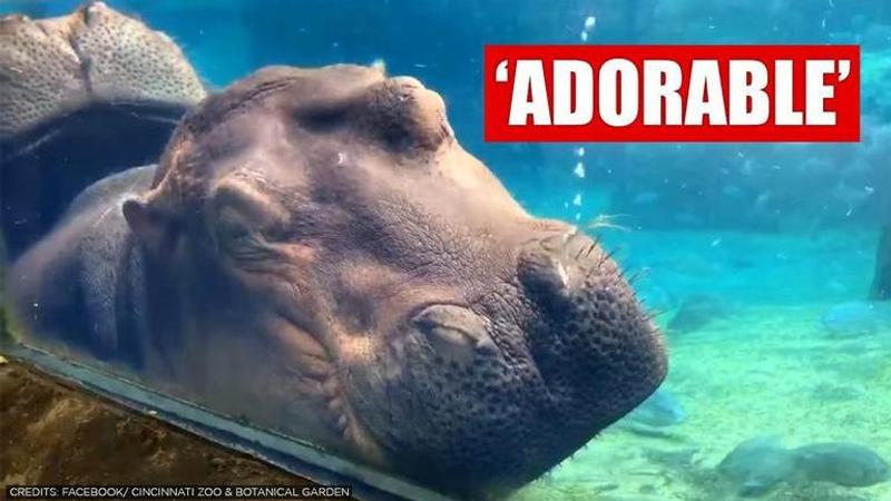 Hippo Fiona