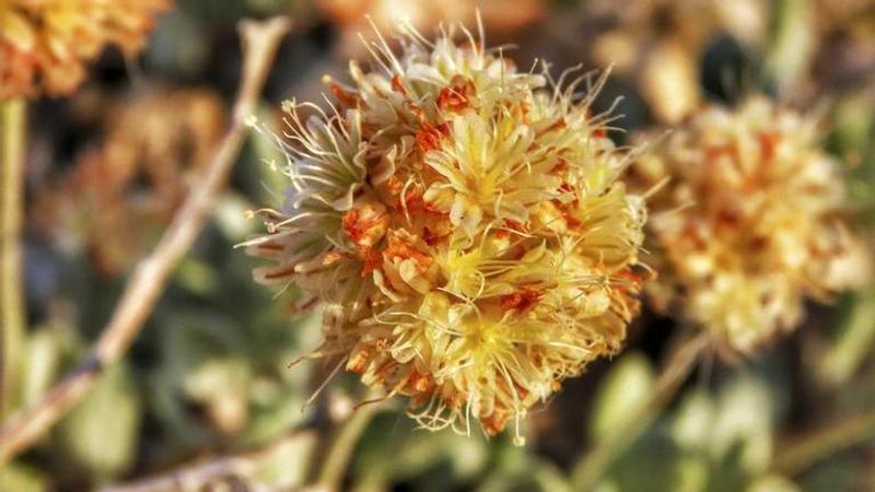 Lawsuit seeks emergency listing of rare Nevada wildflower