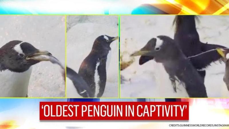 41-year-old penguin