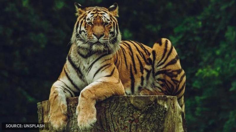 International Tiger Day 2020