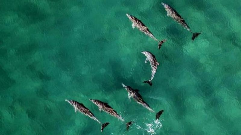 France: Hundreds of dead dolphins wash ashore Atlantic coast, scientists concerned