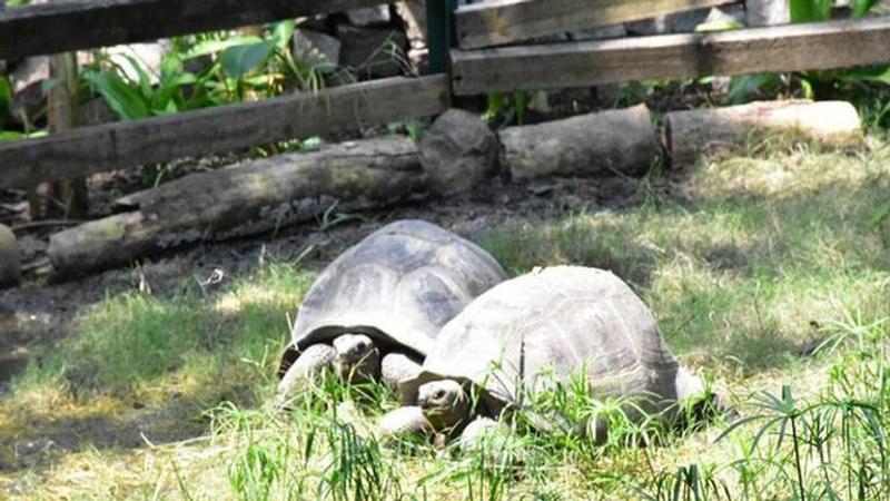 Boy adopts al-Dabra tortoise at Hyderabad Zoological park, lauds the administration