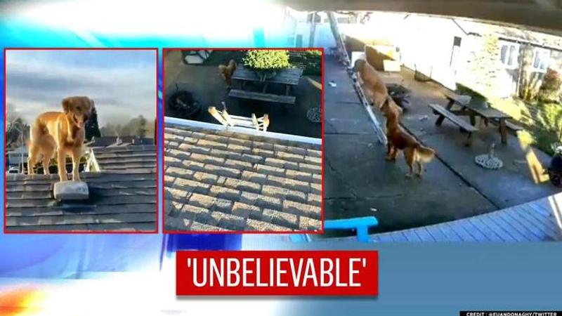 Ace the doggo climbs to the roof, netizens laud his nimbleness