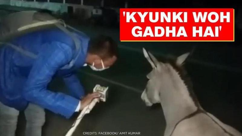 Video shows reporter interviewing donkey to spread awareness about COVID-19. Watch