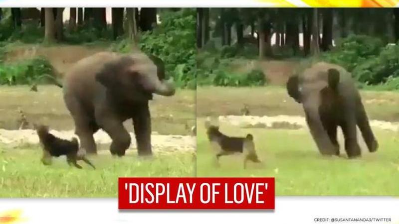 Elephant viral video