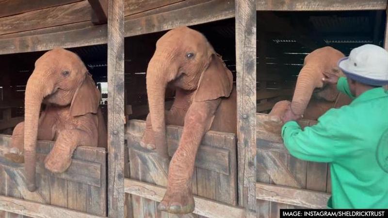 Sheldrick Trust