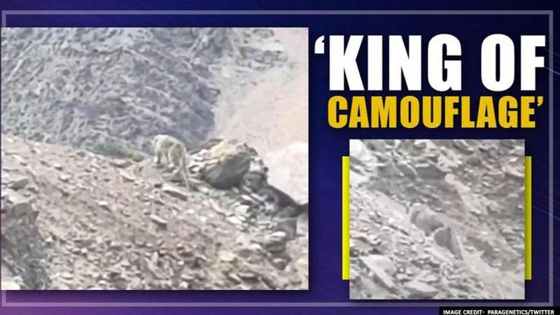 Snow leopard appears in Uttarakhand, netizens laud its 'next level camouflaging' skills